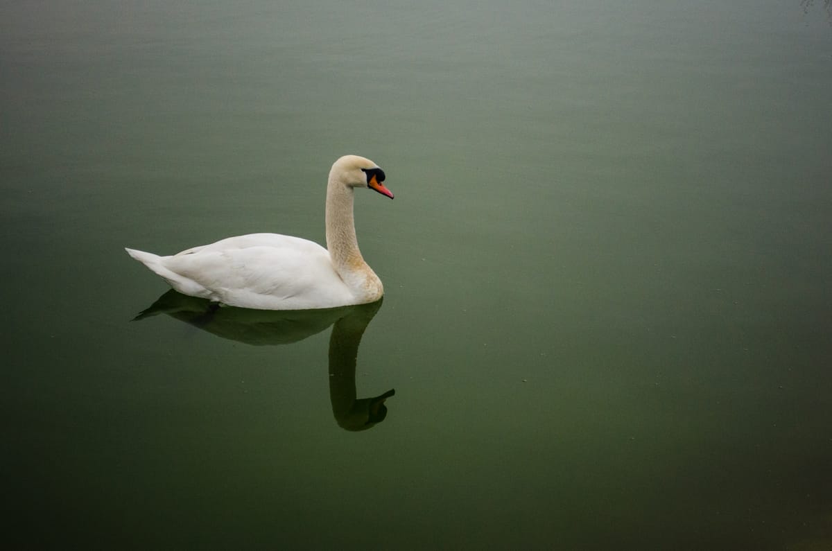 Elegant swan
