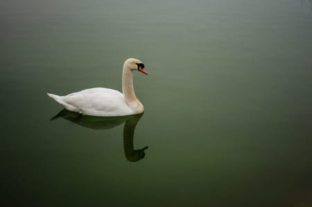Elegant swan