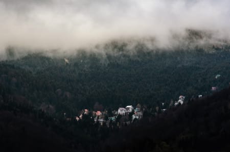 Misty woods